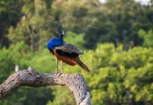 Kaudulla National Park – Experience the Majestic Elephant Gatherings in Sri Lanka