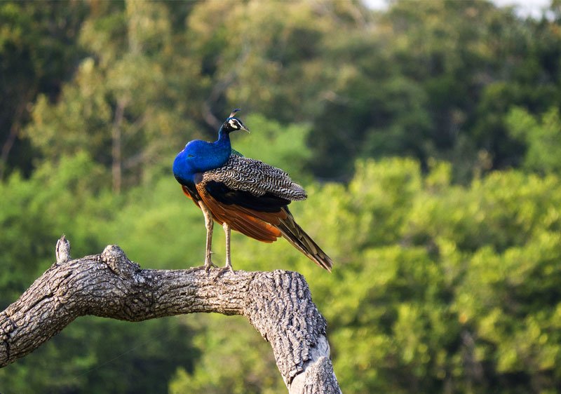 Kaudulla National Park – Experience the Majestic Elephant Gatherings in Sri Lanka