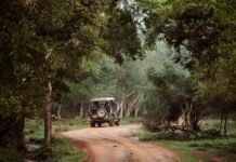 Wilpattu National Park – Sri Lanka’s Hidden Wildlife Gem