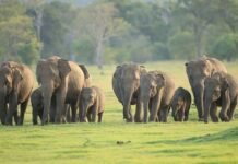Udawalawe National Park – Sri Lanka’s Elephant Safari Paradise