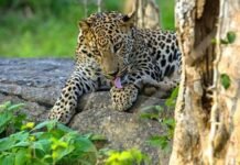 Yala National Park – Sri Lanka’s Premier Wildlife Safari Destination
